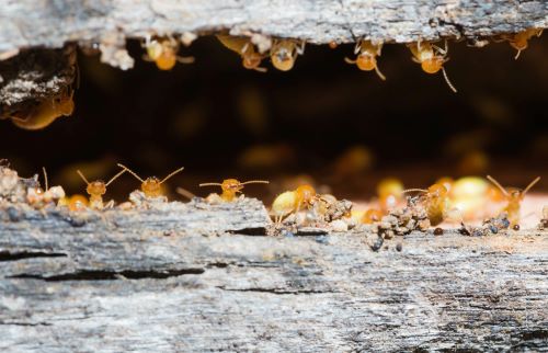Termites, mérules : de nouvelles cartographies pour gérer ces risques immobiliers